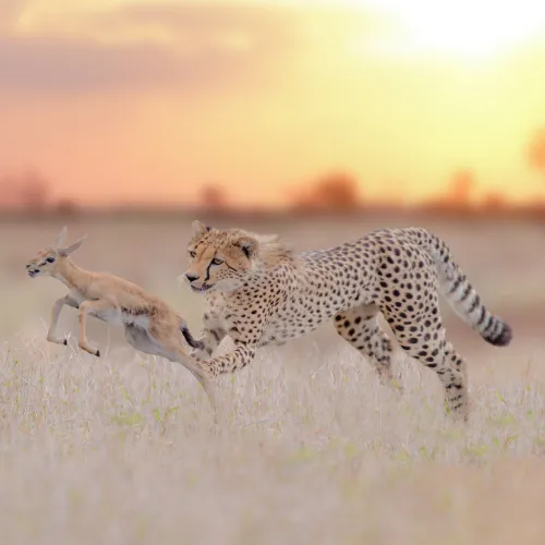 Free-Roaming Cheetah