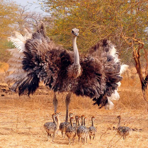 Ostrich Farm Visits