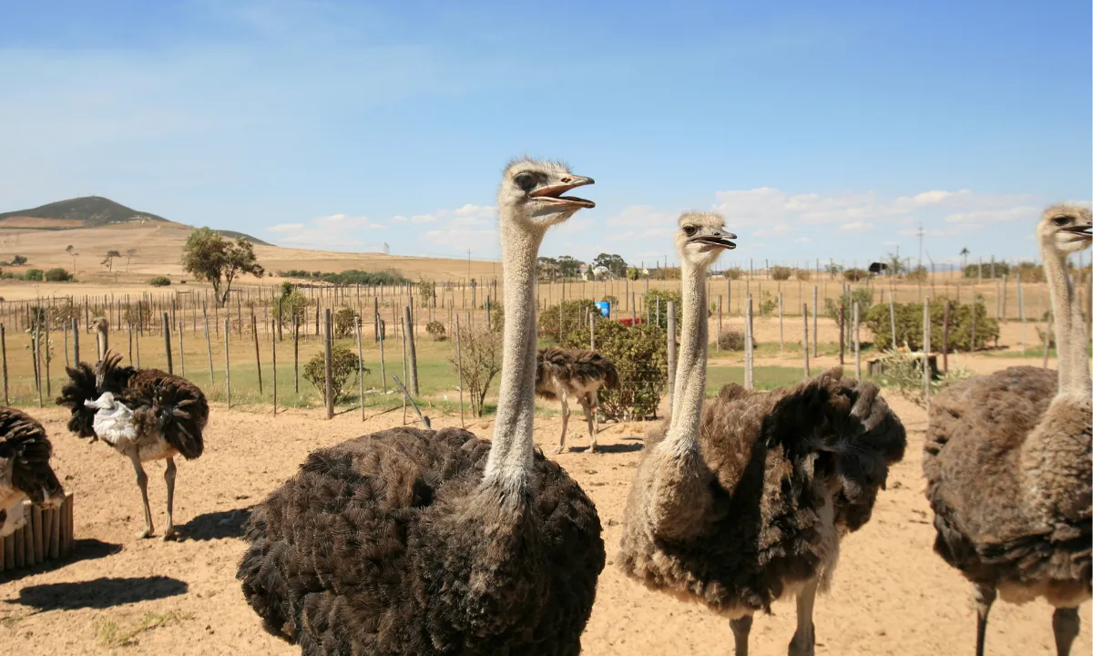 Activities - Tours 004