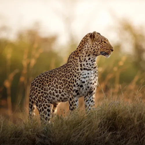 Cango Wild Life