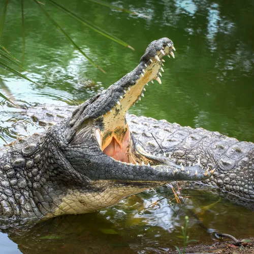 Crocodile 001