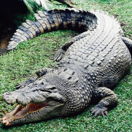 Crocodile 002