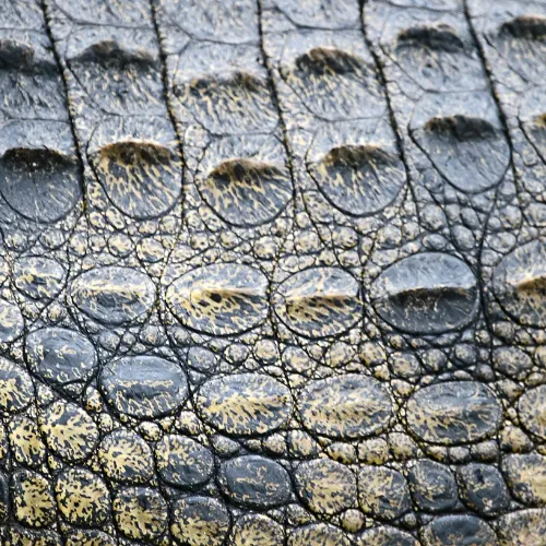 Crocodile 003