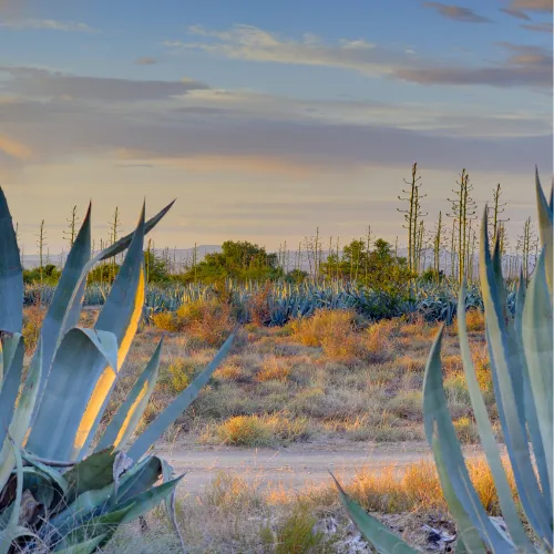 Karoo Bush Safaris
