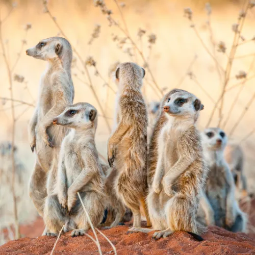Meerkat Sunrise Tours