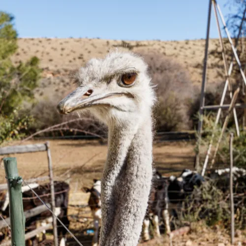 Oudshoorn Ostrich